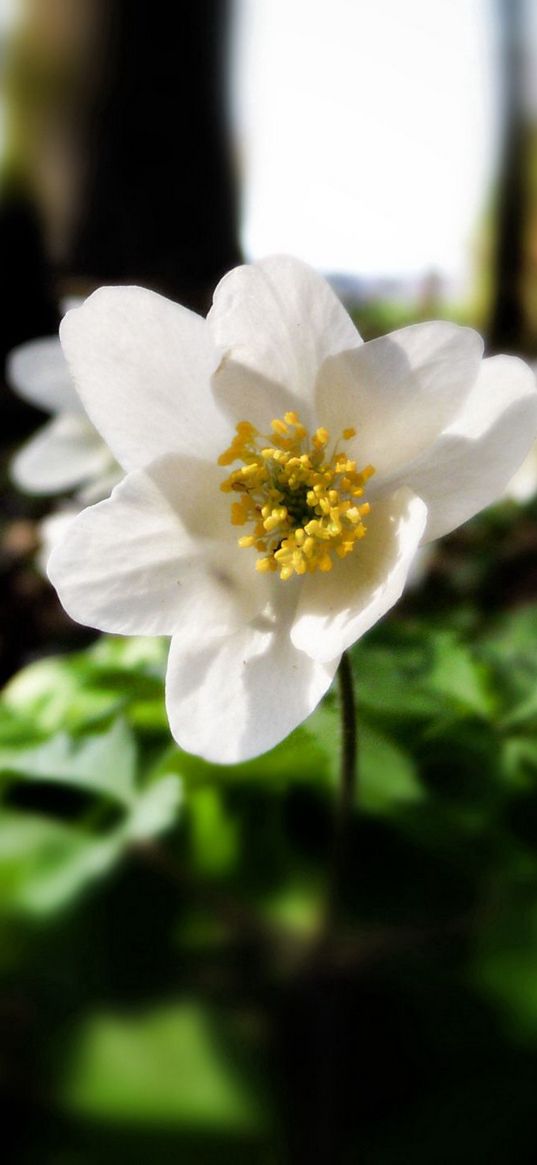 flower, forest, nature, greenery, trees