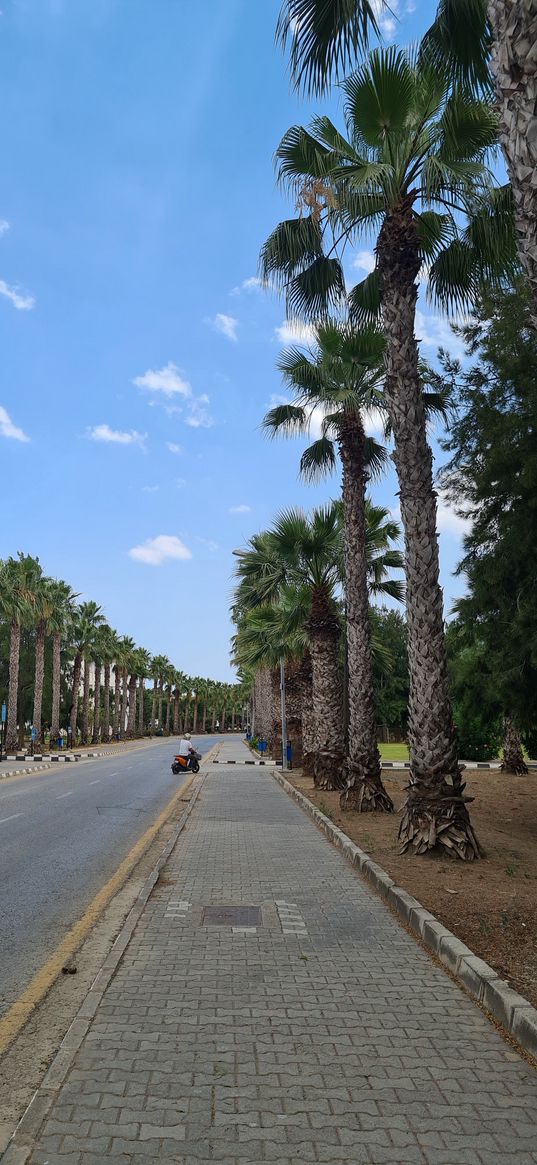 palm trees, alley, garden, street, sky