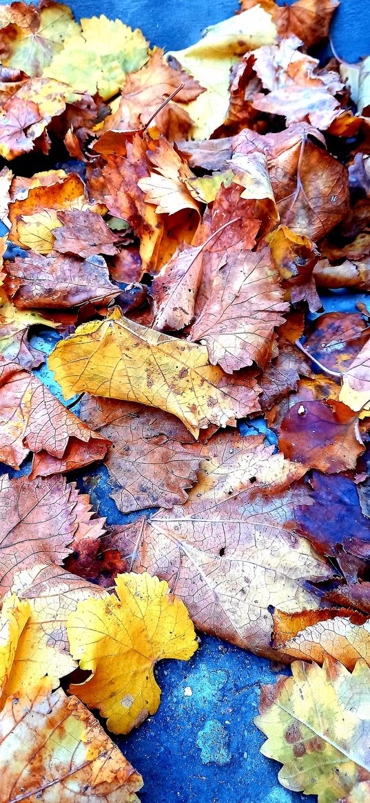 autumn, leaves, fallen leaves