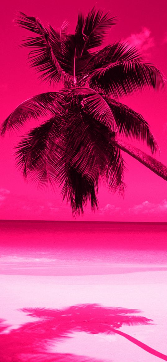 palmtree, beach, pink