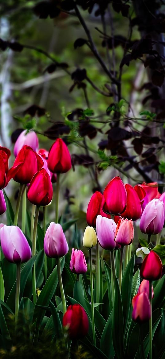 tulips, flowers, nature, colourful