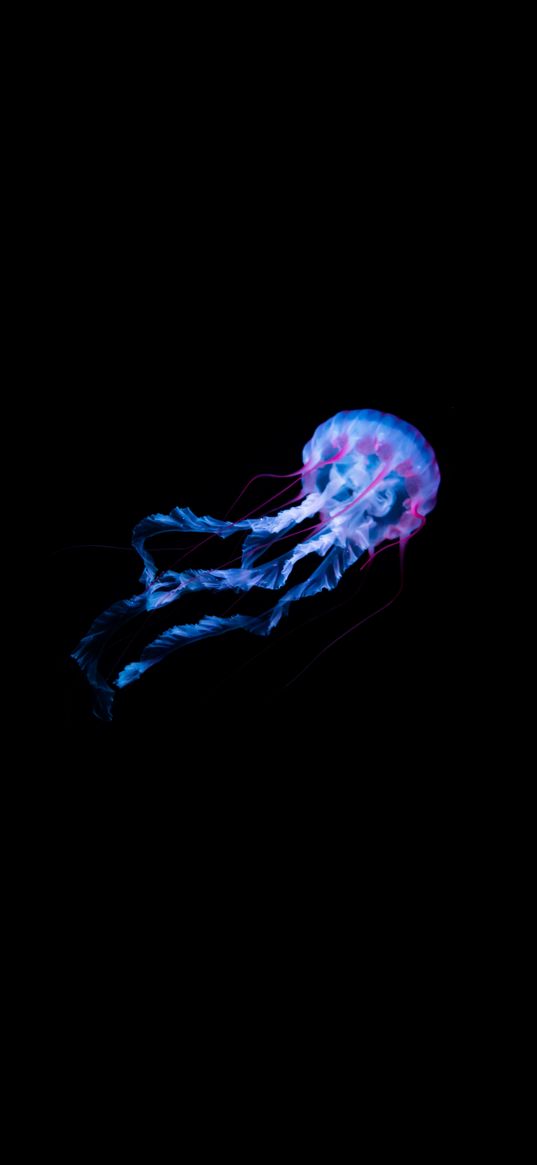 jellyfish, neon, black background