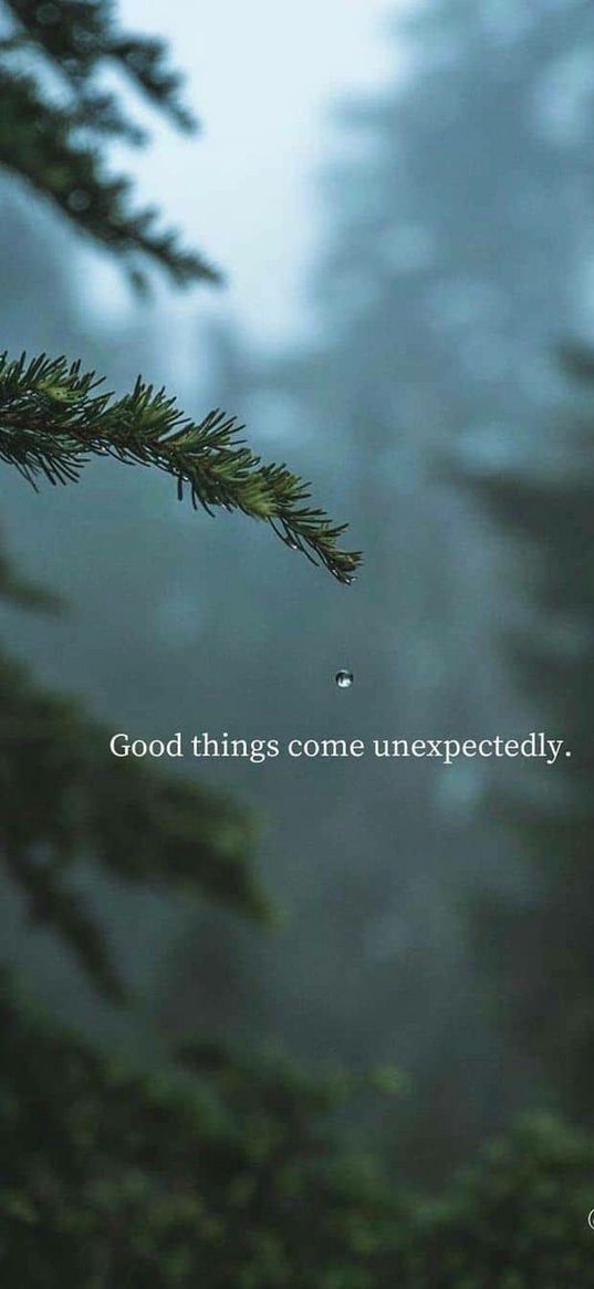 tree, green, text, drop