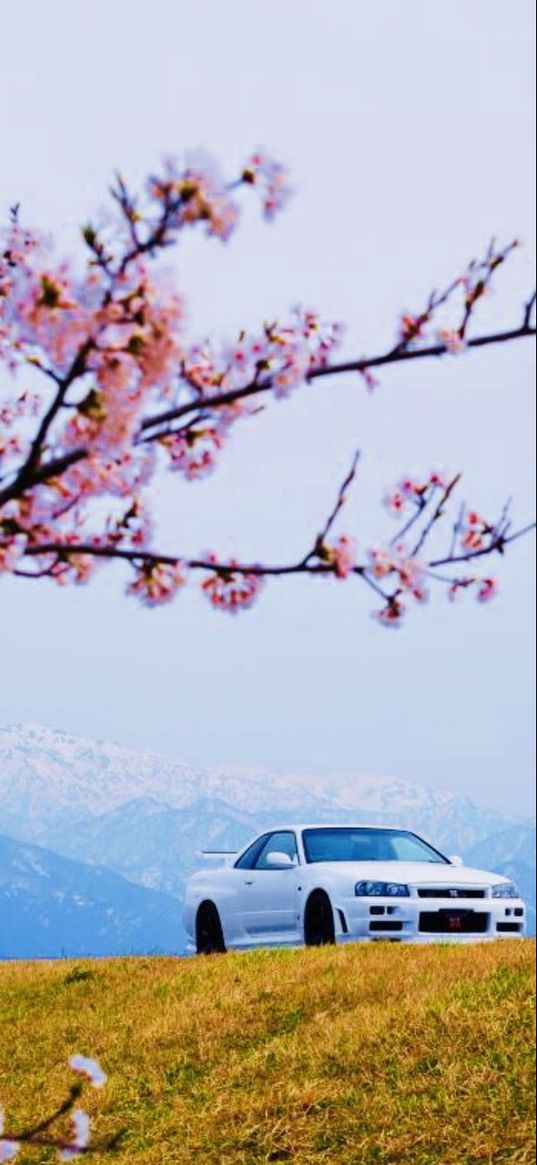 jdm, sakura, car, beauty