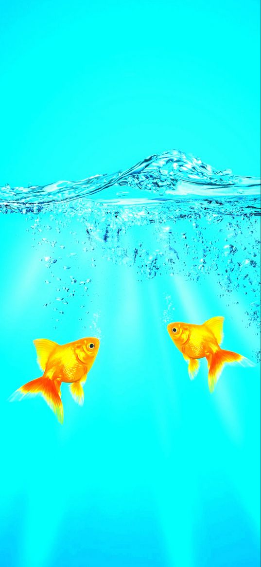 goldfish, water, blue background