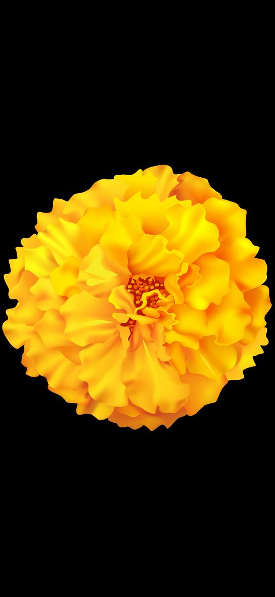 flower, yellow bud, black background, marigold