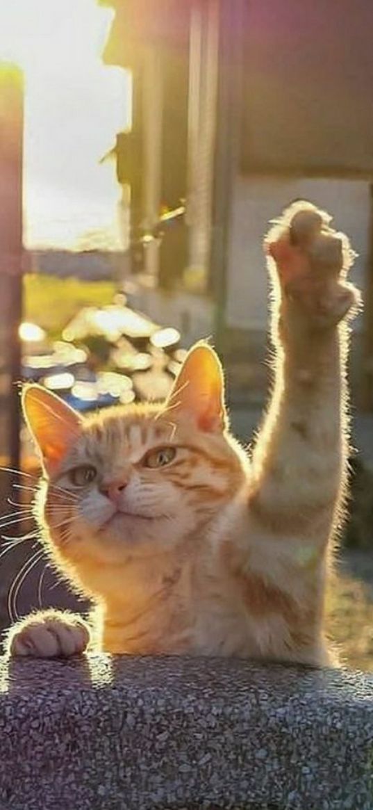 cat, sun, cute, paws, hello