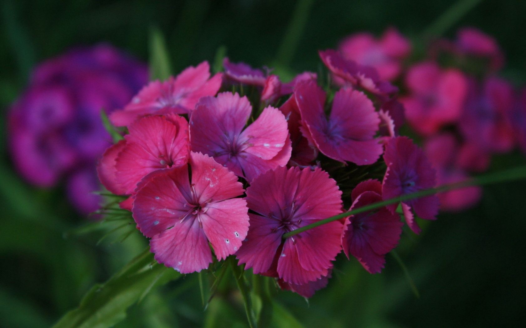 carnations, flowers, small, green