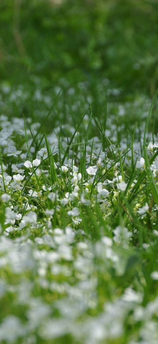 flowers, lawn, grass, summer, nature