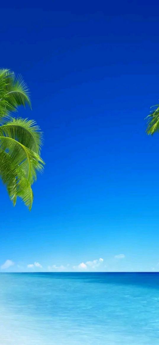 sea, palm trees, wallpapers