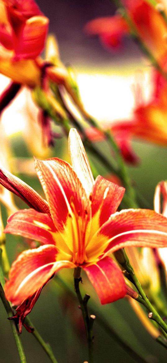 lilies, flowers, bright, red