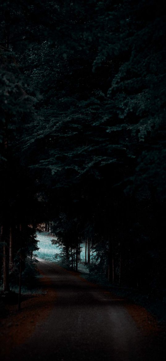 forest, trail, trees, dark background