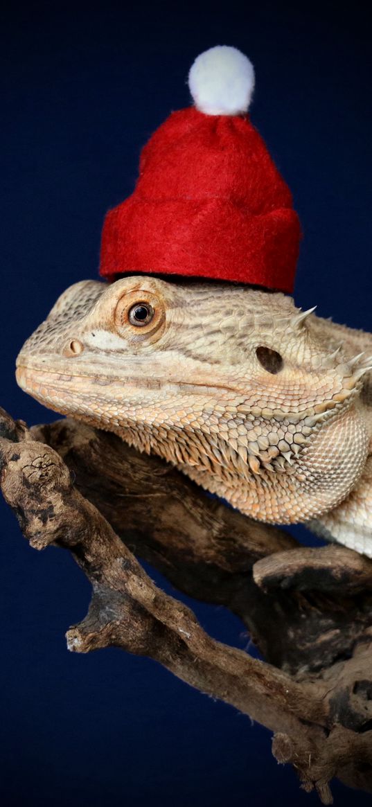 iguana, branch, hat, blue background