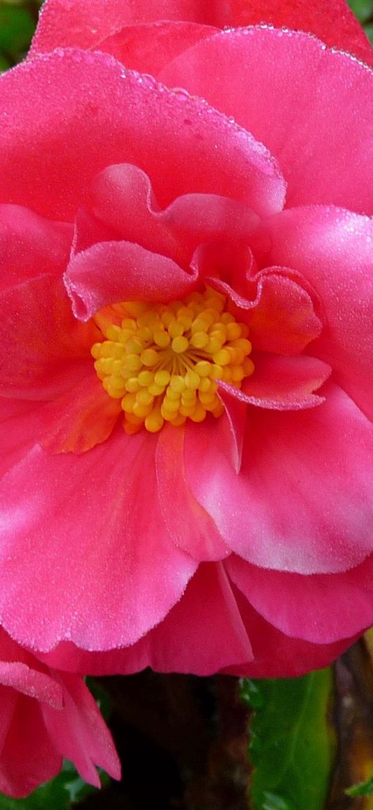 flower, pink, bed, fresh, petals