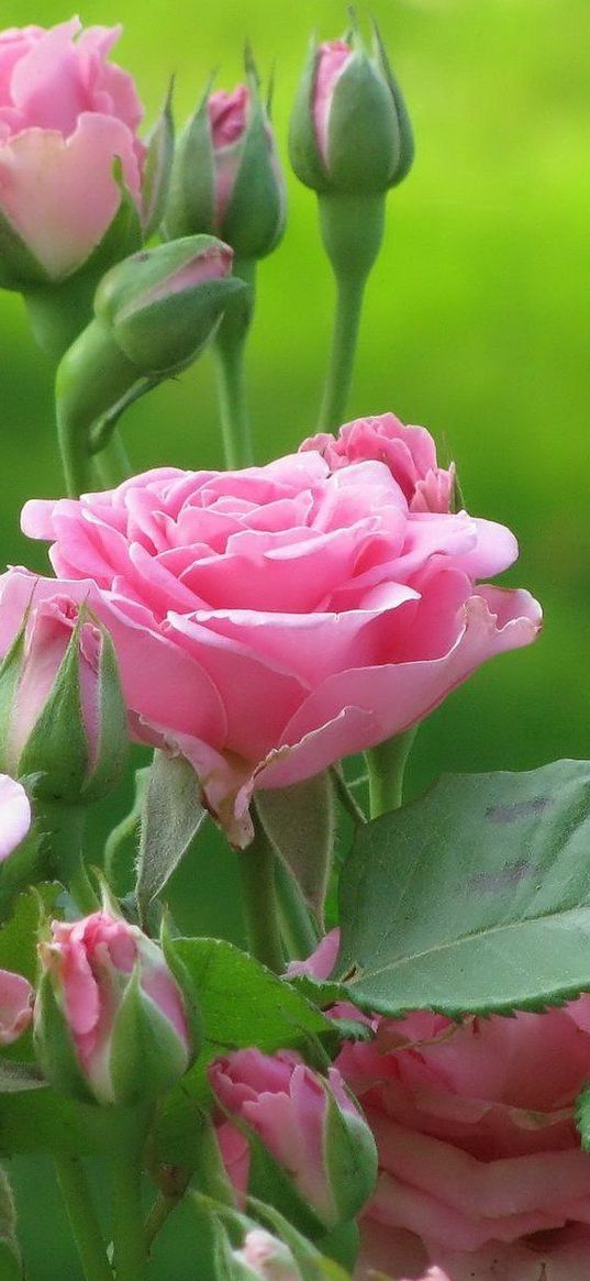 roses, flowers, bushes, pink, leaves, buds