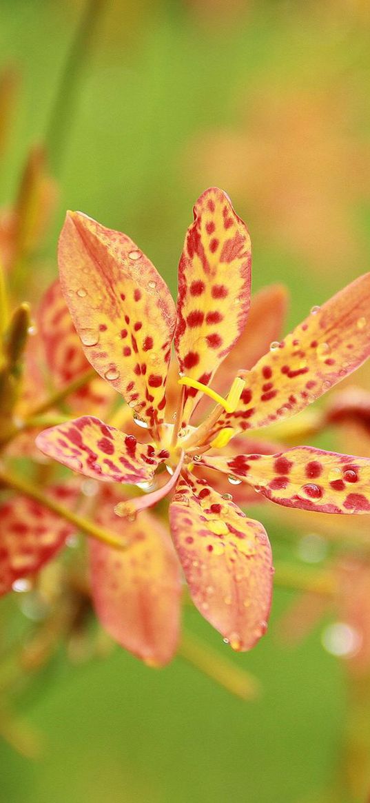 flowers, pollen, spotted, drops, blurred