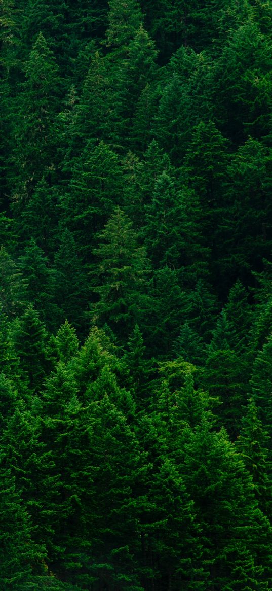 forest, needles, green, aerial view