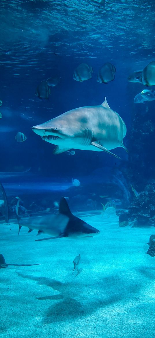 shark, fish, ocean, underwater world, aquarium