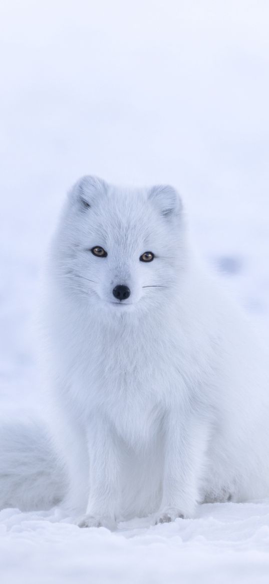 arctic fox, animal, snow-white background