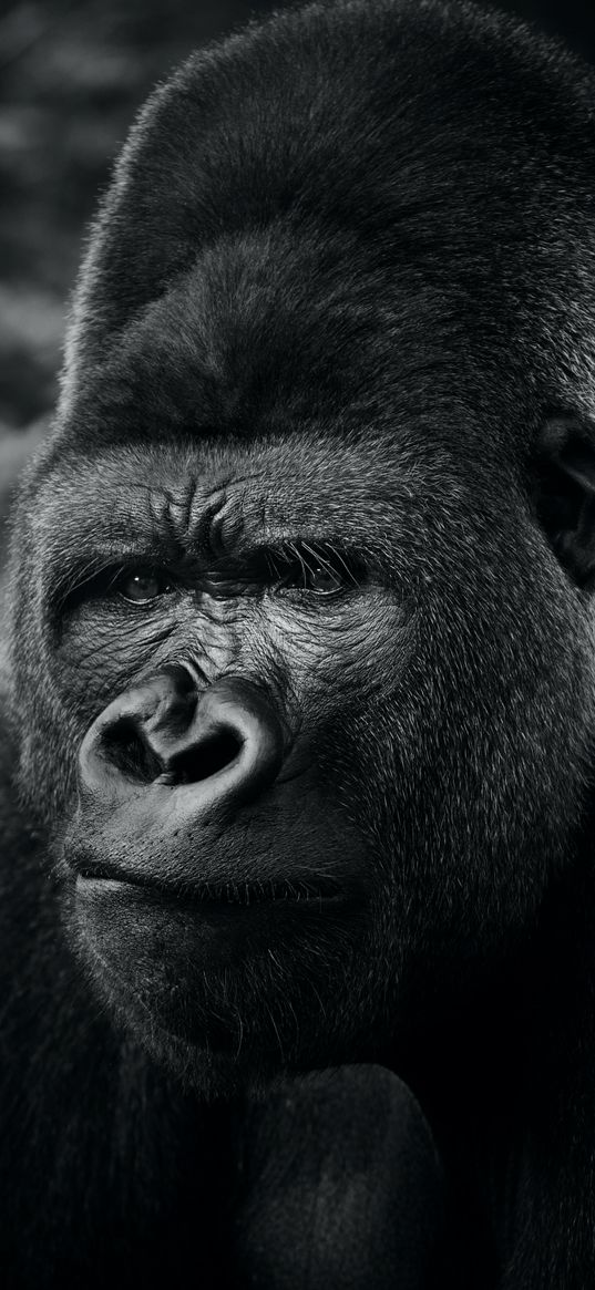 gorilla, animal, black