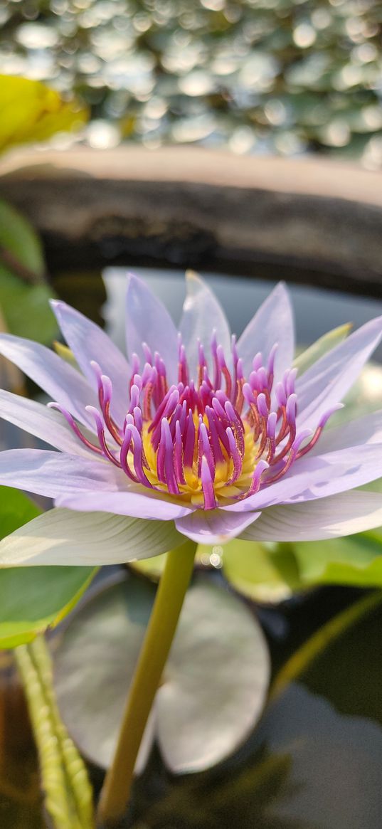 lotus, flowers, plants, water, wallpapers