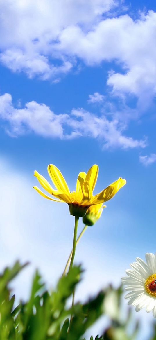 daisy, flowers, ladybug, grass, sky, clouds, summer