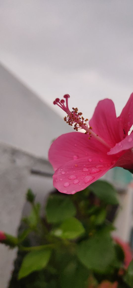 hibiscus, flower, plants, wallpapers