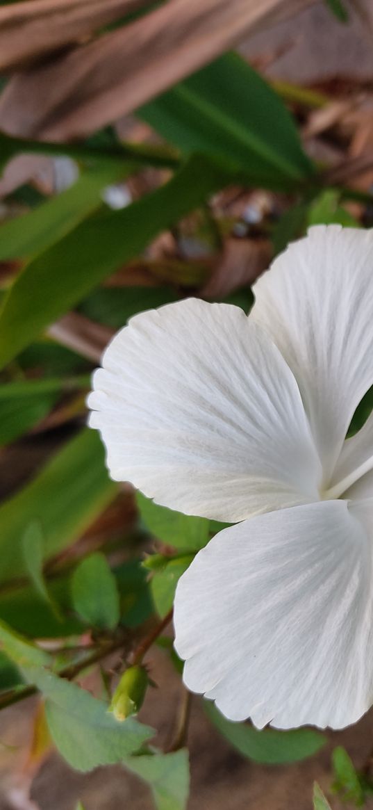 hibiscus, flower, plant, white