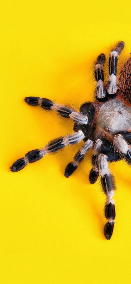 spider, yellow background, legs