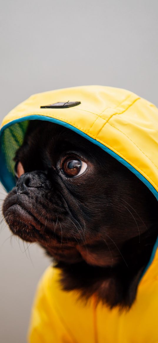 dog, pug, hood, black, yellow