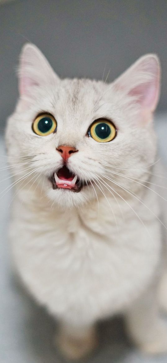 cat, kitty, white, surprise