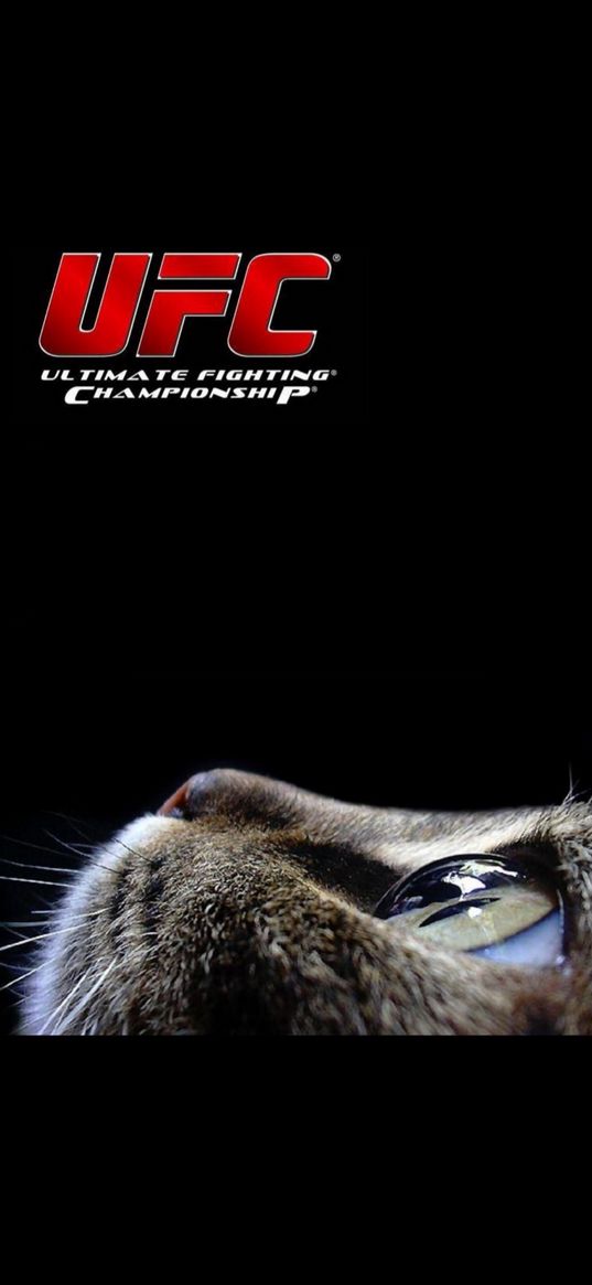 cat, ufc, sport, poster, black background