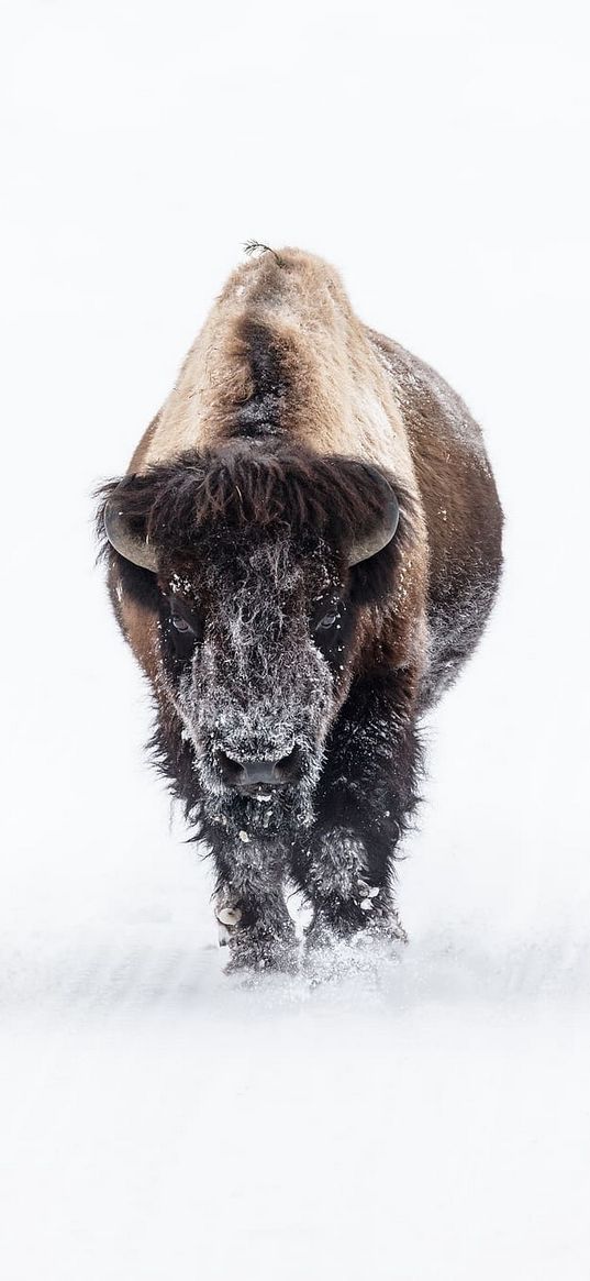 bison, animal, snow