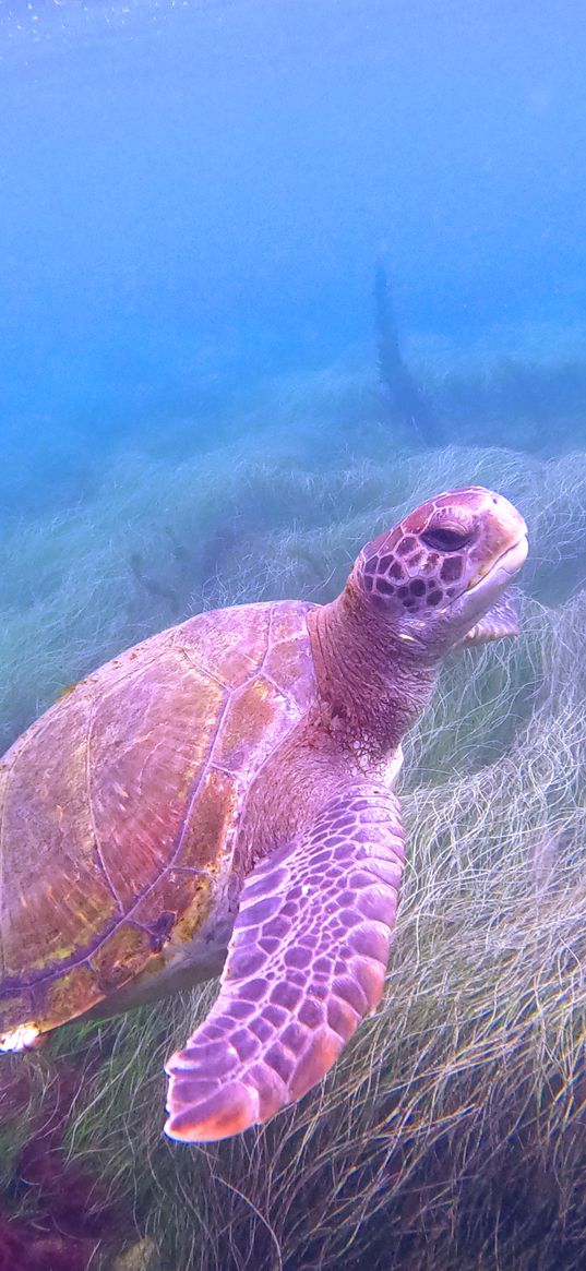 turtle, animals, sea, water