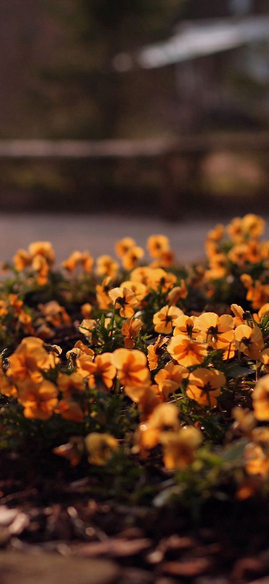 flowers, flowerbed, grass, street