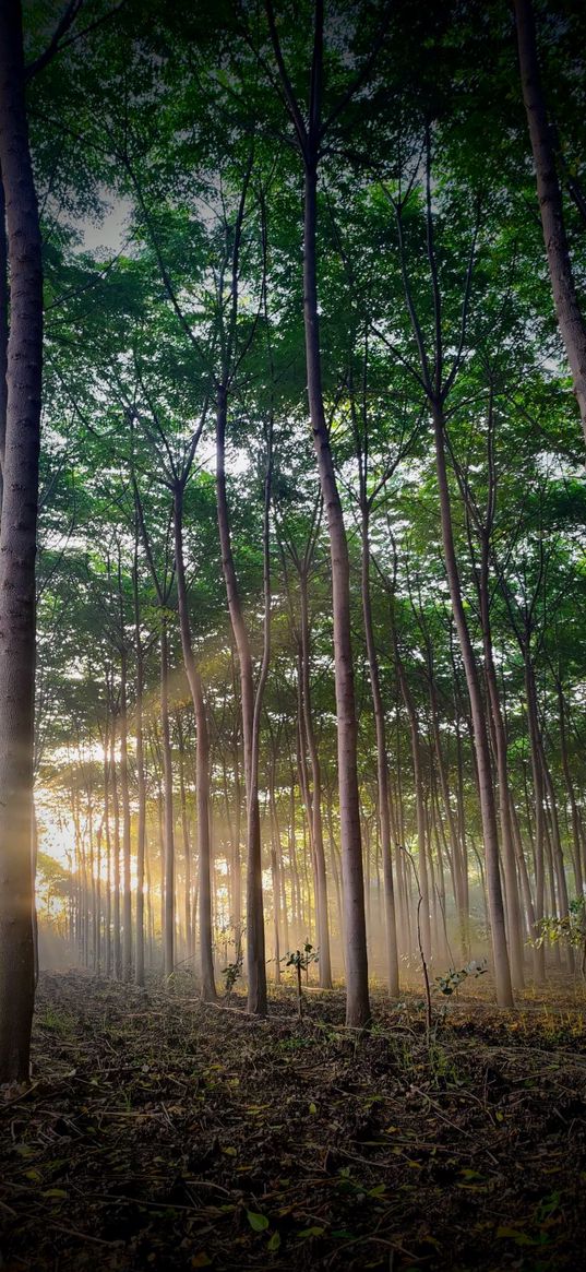 trees, forest, sunshine, light, sun, nature