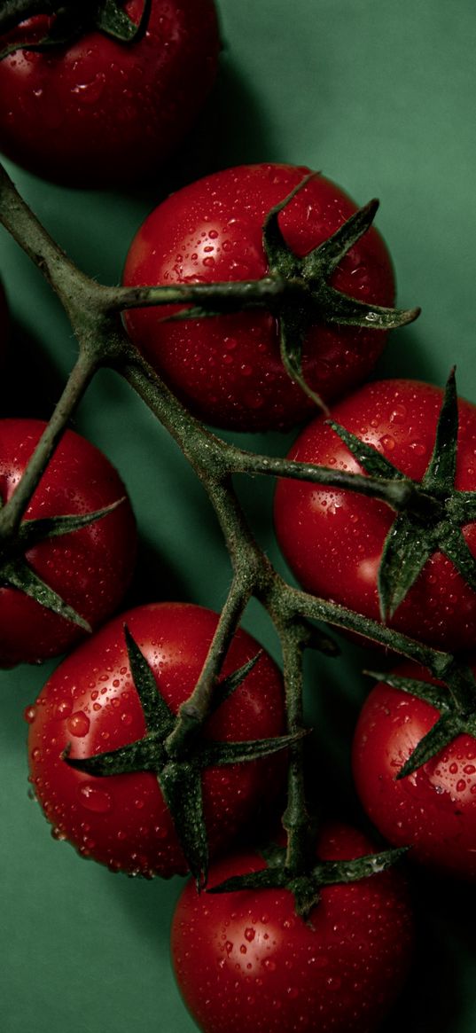 tomatoes, branch, red, green background