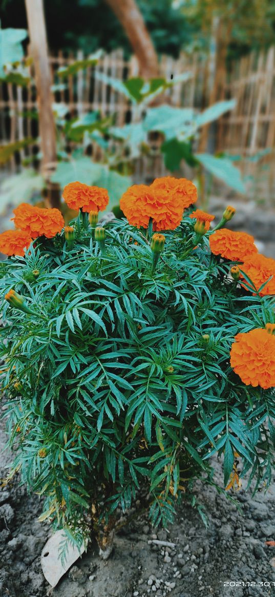 marigolds, flowers, plants, orange, nature