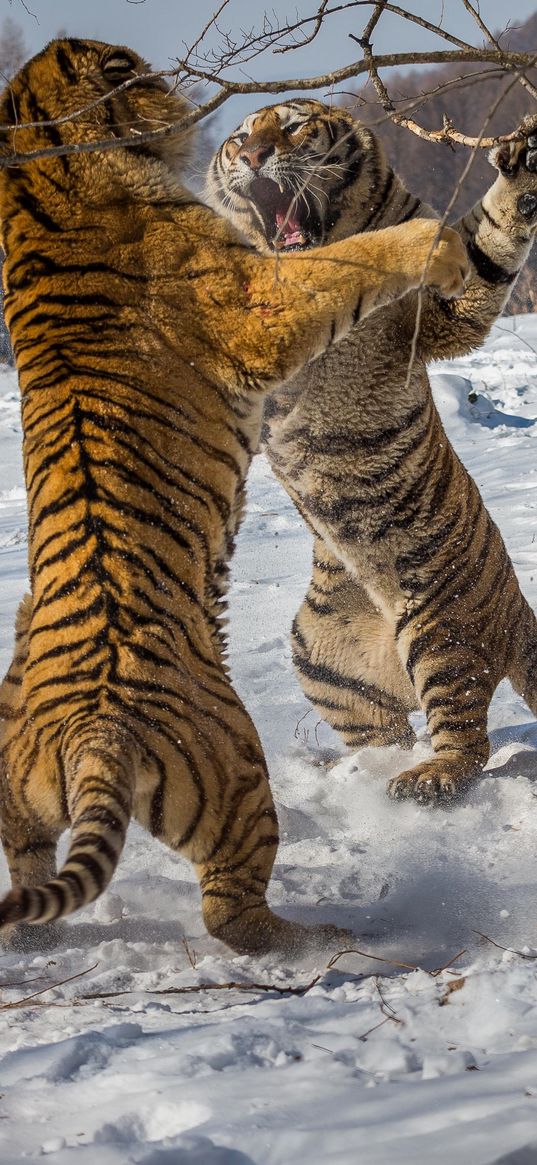 tigers, fight, snow, winter