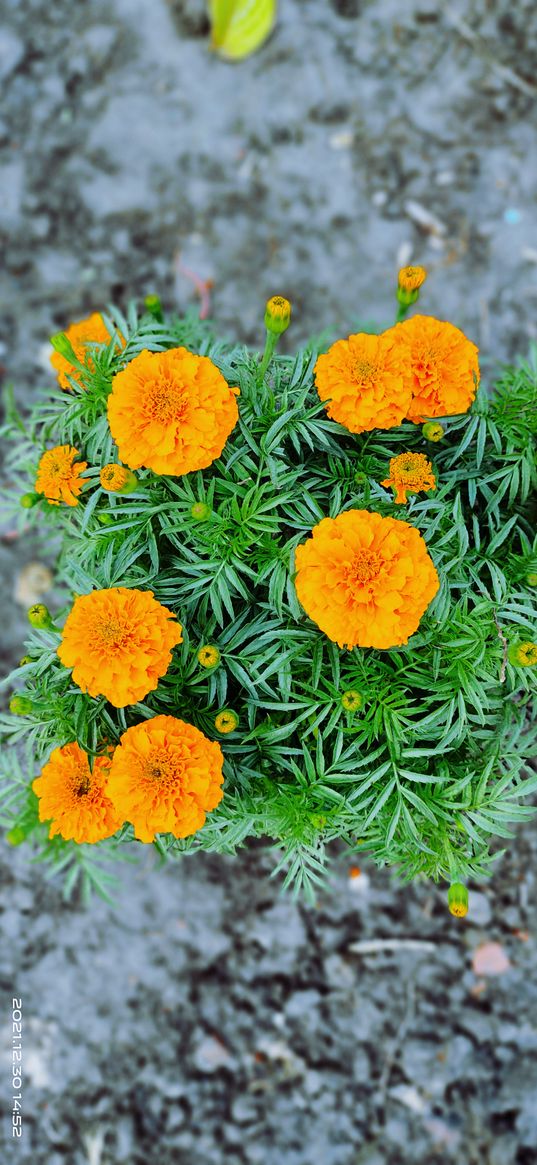 marigolds, flowers, plants, yellow, green