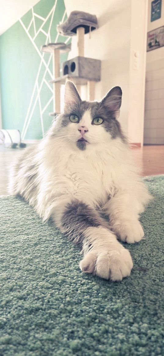 cat, carpet, light