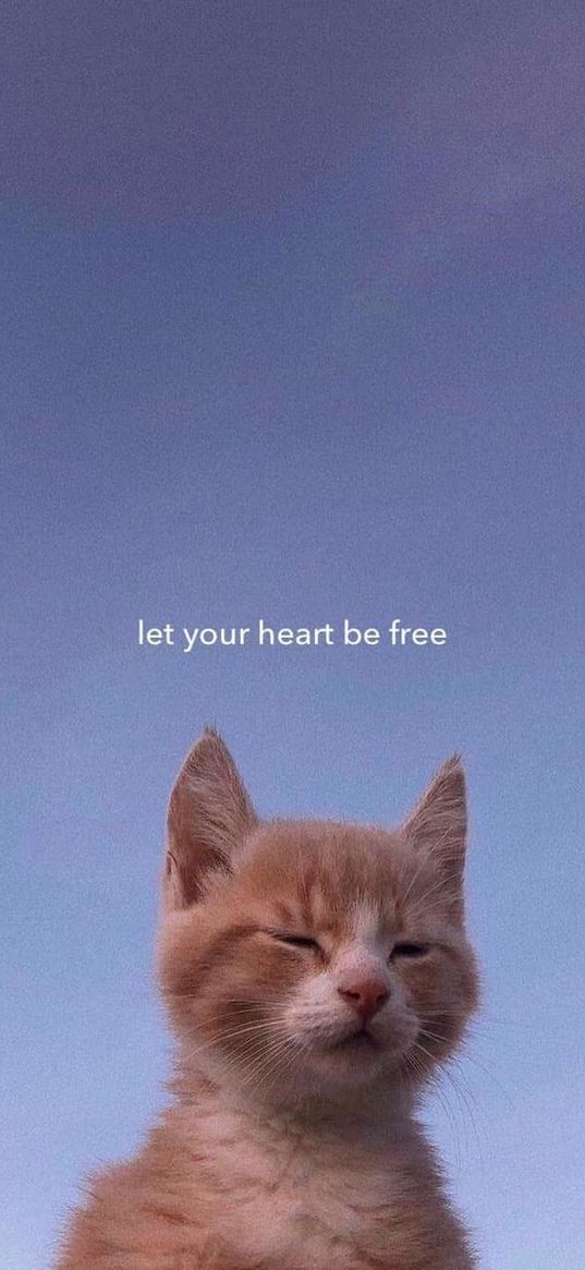 cat, words, text, kitten, inscription, heart, free