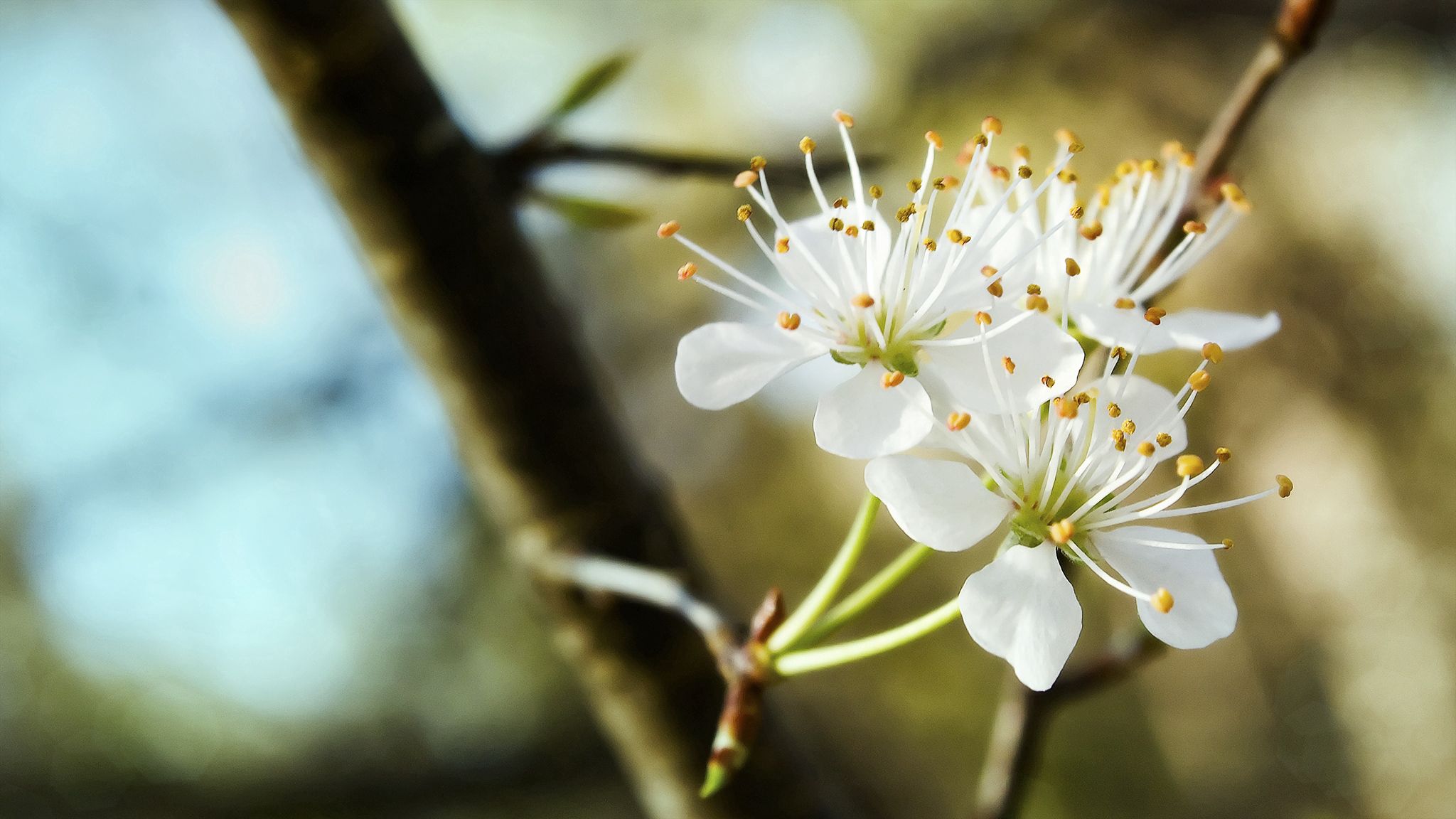 blossom, spring, branch, trio, white