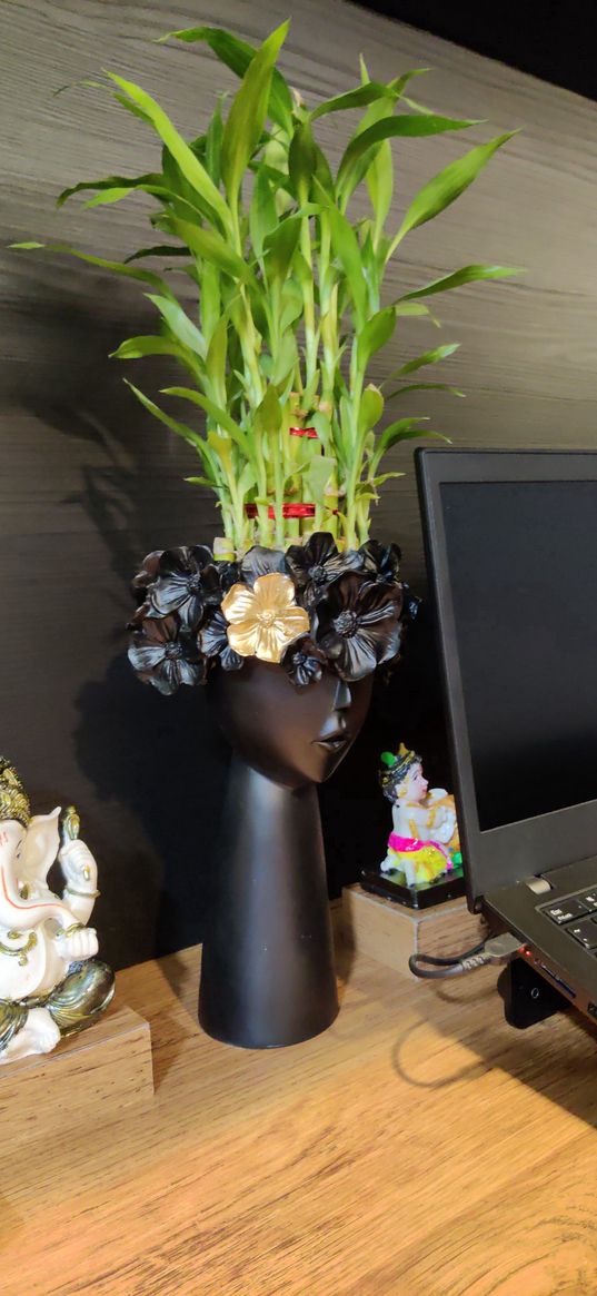 plant, flowerpot, black, laptop