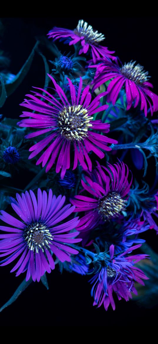 aster, flowers, purple color, black background