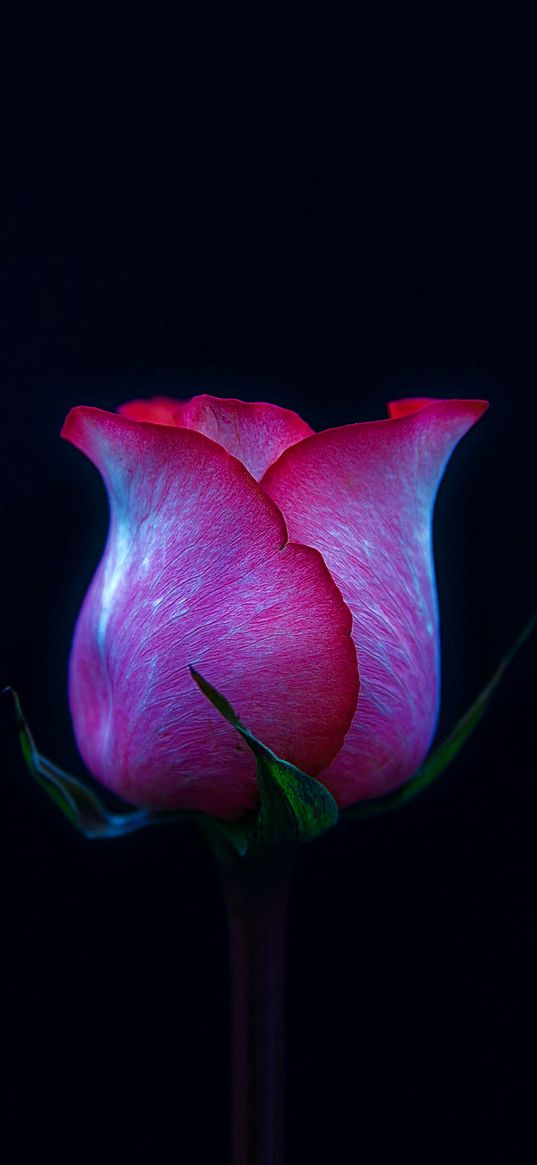 rose, flower, bud, pink