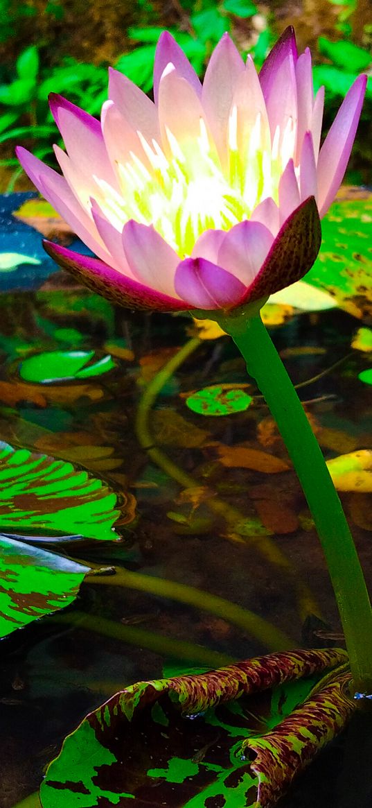 lotus, water lily, flower, plant