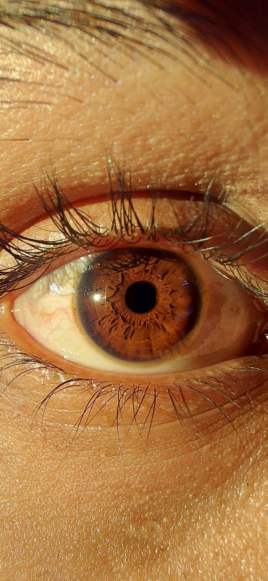 eye, iris, brown