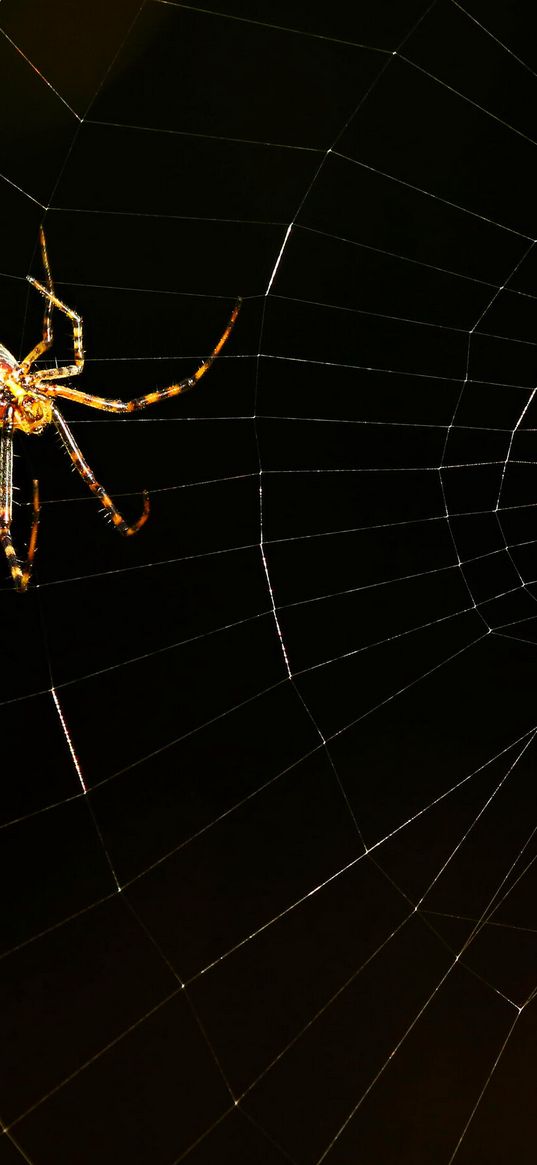 spider, cobweb, gold color, black background