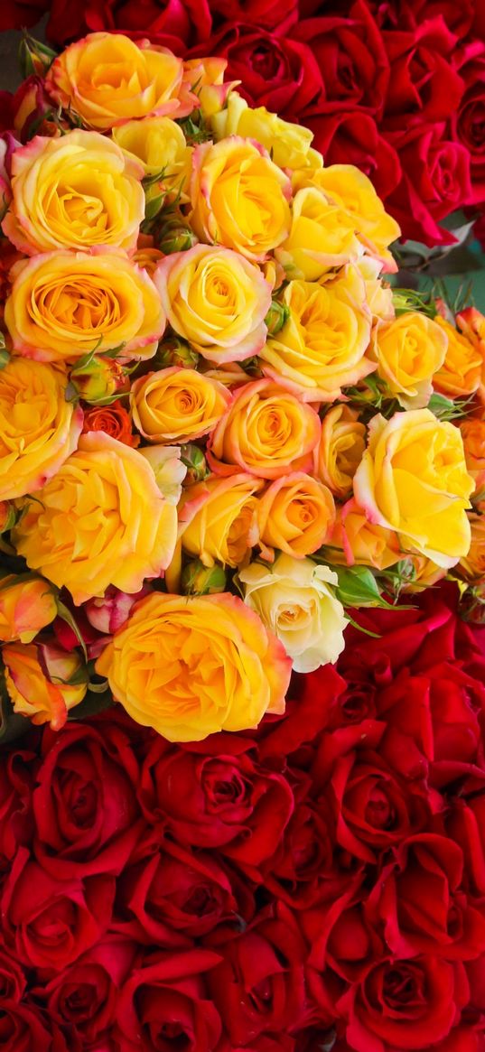 roses, bouquets, red, yellow